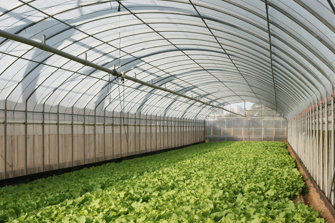 Campo agrícola com vegetação e estruturas ao fundo